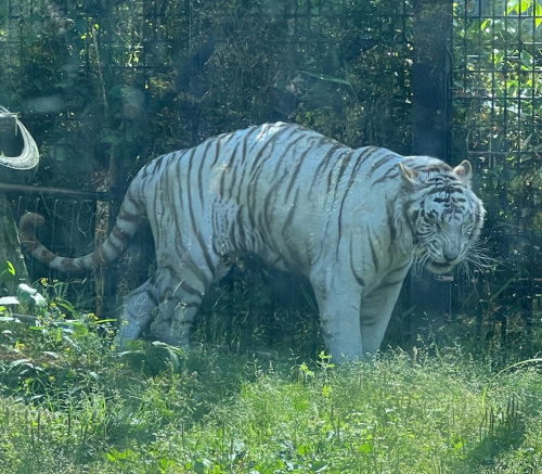 ホワイトタイガー