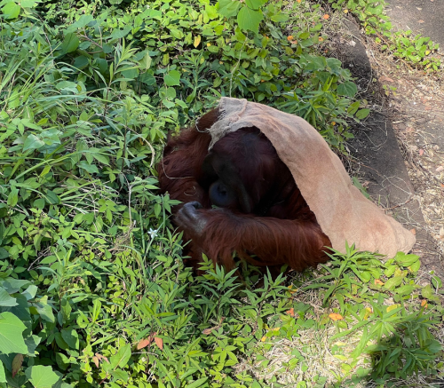 オランウータン
