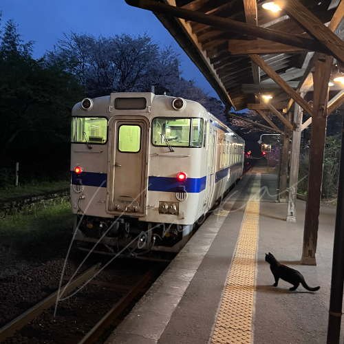夜の嘉例川駅。電車を見送る黒猫