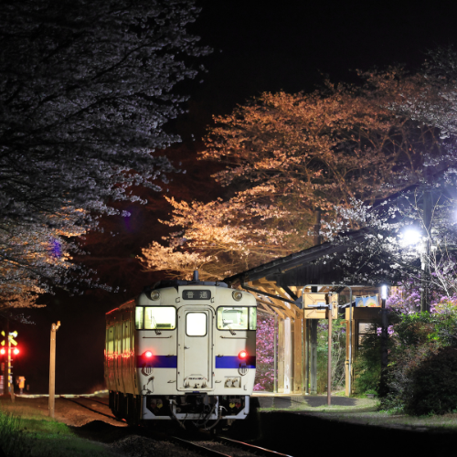 夜桜
