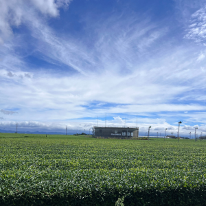 鹿児島空港から加齢側へ向かう時に見える茶畑