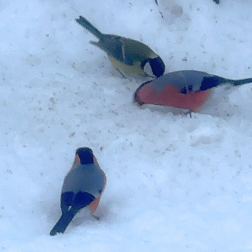 スズメくらいの大きさの小鳥です