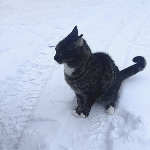 雪の中を散歩するViiruちゃん