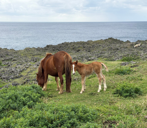 与那国馬の親子